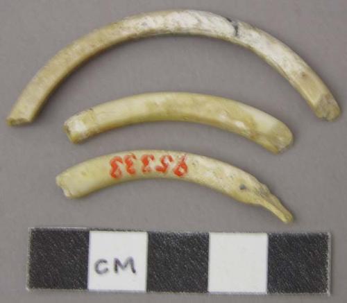 Shell bracelet fragments