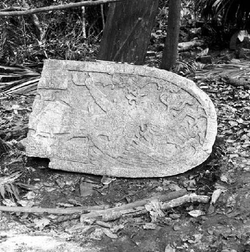 Fragment of Stela 8 at Machaquila