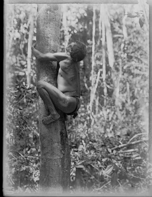 Taruma man climbing tree