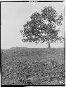 Small Mound and cherry tree -- looking Southwest