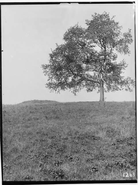 Small Mound and cherry tree -- looking Southwest