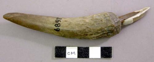 Tool made of hogs tooth, handle of antler