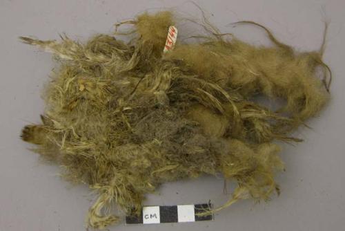 Feathers and coarse wool-like hair