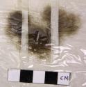 Sample of wool combed from a patch of skin from the mane of a moose.