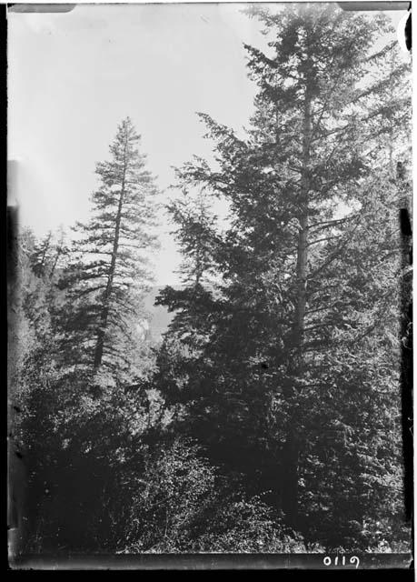 Spruce trees