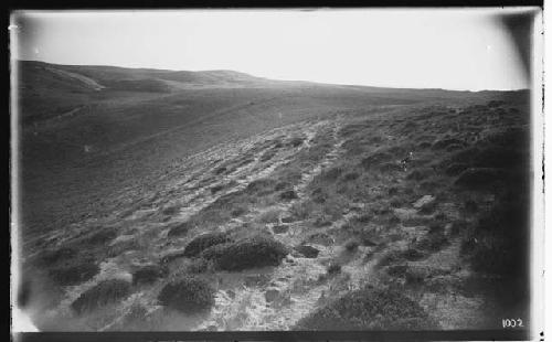 Cattle paths near Great Swamp