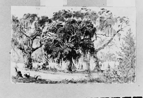 Encampment of the 1st Inf. At Sarasota, FLA, 1841.