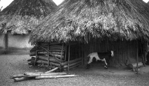 Goat house in village