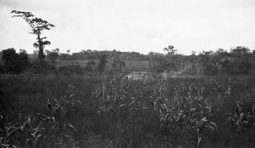 Webbo clan, part of 40 awl rice field