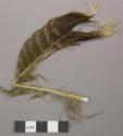 Feather, bent in center