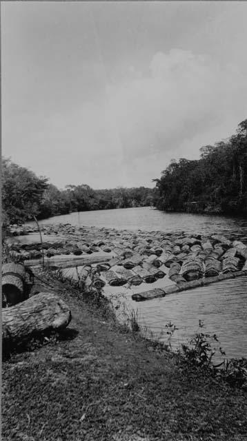 Raft of Mahogany Logs on River