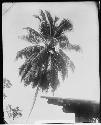 Top of cocoanut palm in the yard of Pott's house at Yzabal