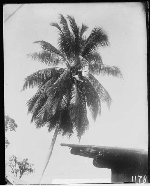 Top of cocoanut palm in the yard of Pott's house at Yzabal