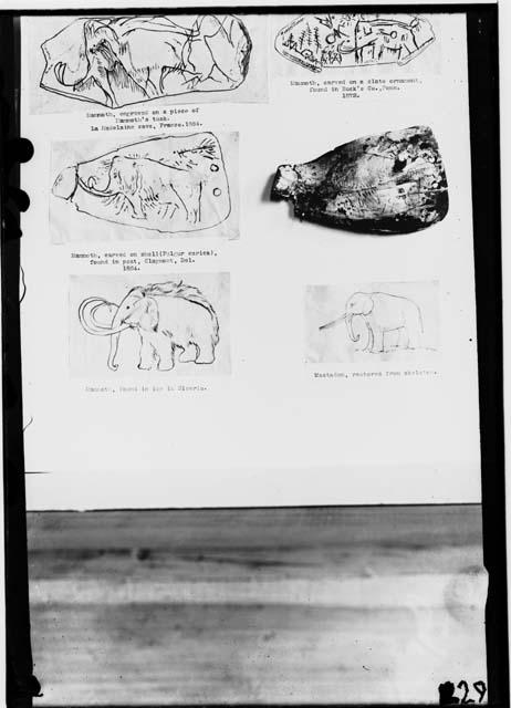 Drawings and engravings of Mammoth and Mastodon