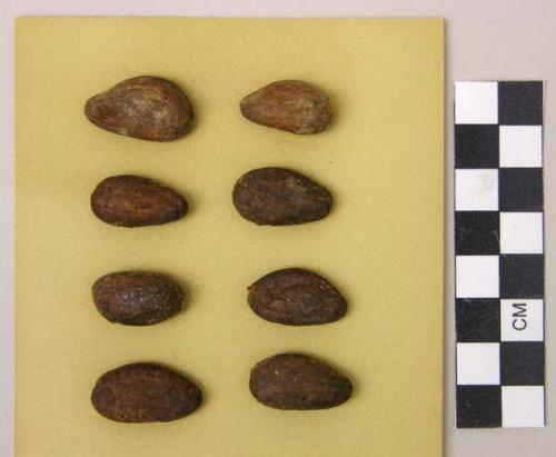 Cacao beans