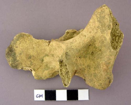 Bone, Bos taurus, cow vertebrae