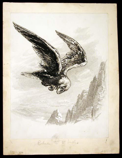 Drawing of flying eagle