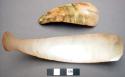 Shell spoons (burgaus shell)