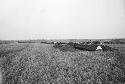 Looking north - general, trenches 2, 1, 5 - foreground to back