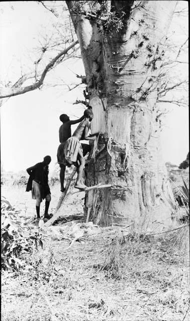 Stripping bark from monkey fruit trees - rope is made from this bark