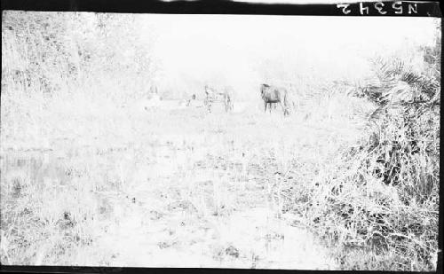 Crossing a creek, Sofaniama Bolon