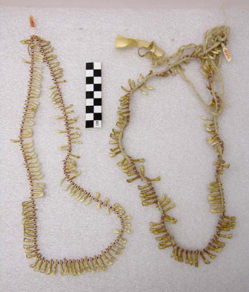 Necklaces of animal teeth