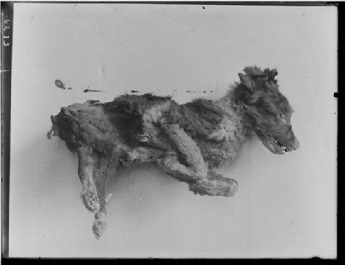 Dog mummy found with female mummy in Cist 24