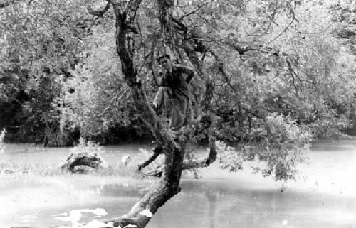 Man in a tree