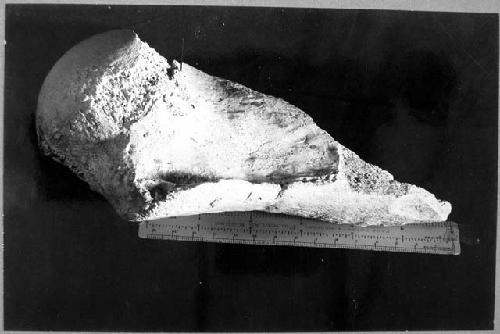 Fossil aminal bone, with cuts on it made by man according to Dr. Barnum Brown.