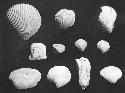 Unwashed shells.  Lot A-559; 53-36; A-501; A-573; C-49; A-441; A-126; C-30; A-4