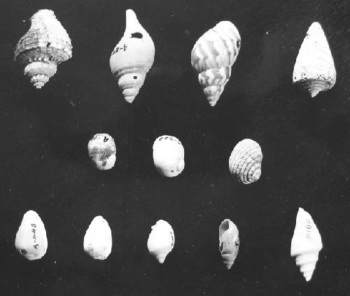 Shells:  C-49; A-593; A-169; A-441?; A-106; A-202; A-167 (?); A-448; #52-20; A-1