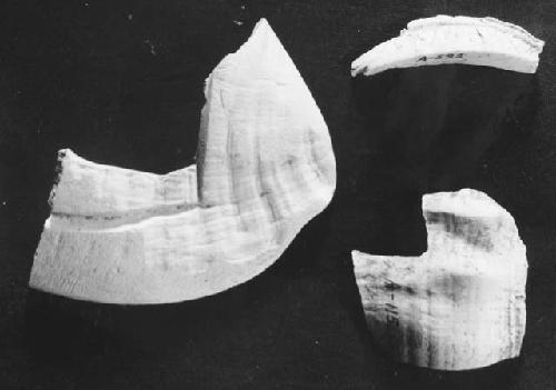 Cut pieces of conch   55-144; lot A-522; Lot A 115