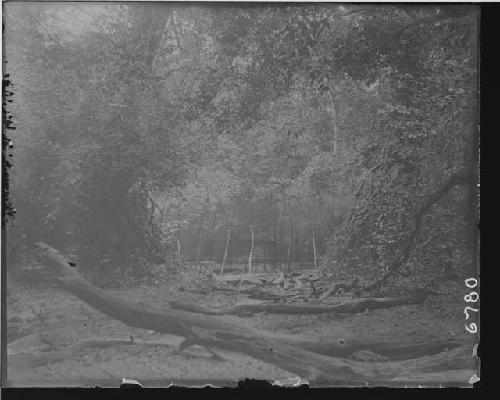 Fish weir set where stream overflows and forms back-waters in the rainy season