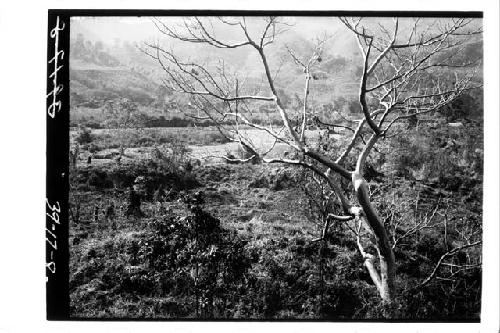 South end of Acropolis showing test 3-39 and mound 33