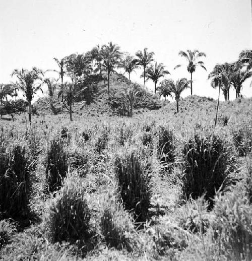 Mound group near hamlet of Juavez . Main mound from northeast corner of court