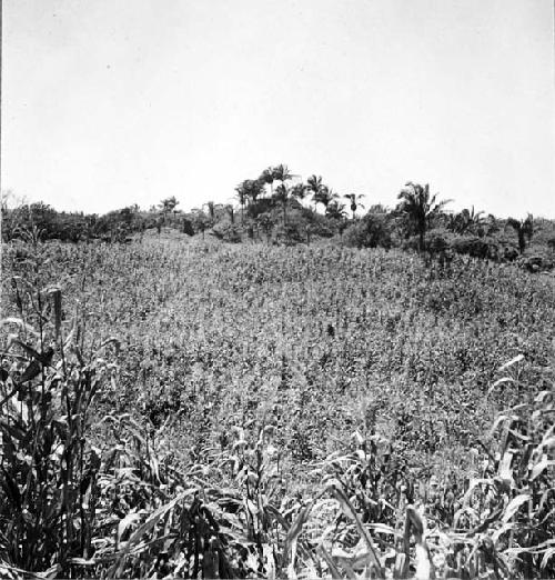 Mound group near the hamlet of Juarez. Mapped by Berendlt