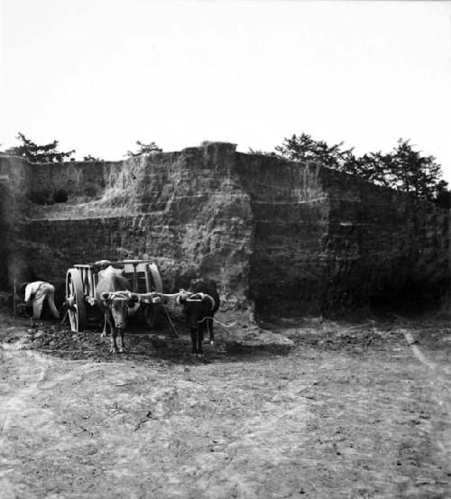 Man with oxcart in front of northeast corner, Mound C-III-10