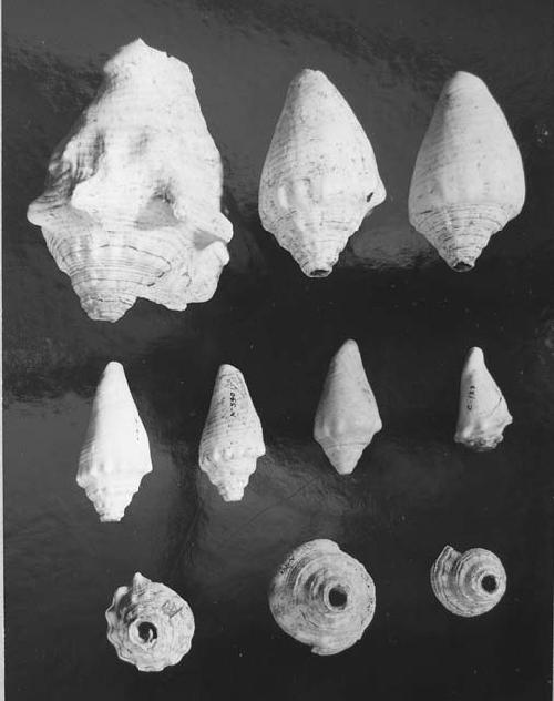 Conch trumpets, H-1  55-279; 56-95; 55-361; Late-350; A-540; A-191; c-128; 55-52