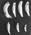 Perforated animal teeth. I-2  55-490; 52-21; 55-495; 53-146; 54-111; 55-201; 53-