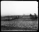 Corn field and house