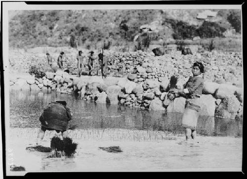 Planting Rice