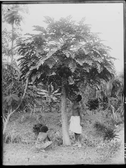 Two Men Picking Fruit