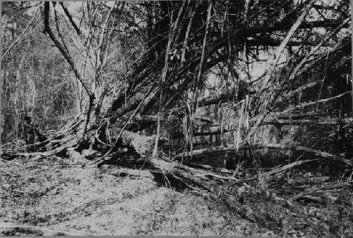 Logwood Swamp North of Ruins