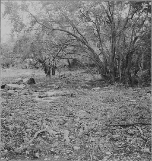 Stony Sabana showing Stunted Vegetation
