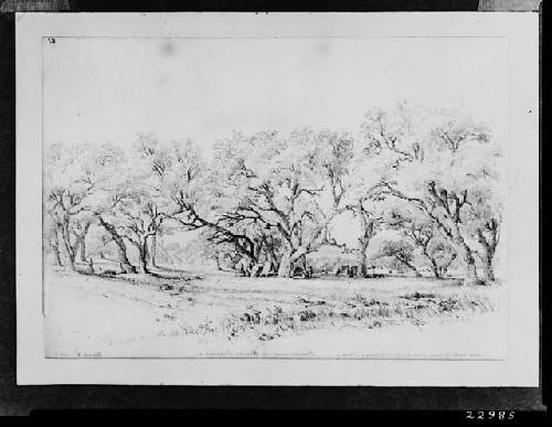 Live Oaks -- 2 Miles from Fredericksburg, Texas, Encampment of Caddo Indians