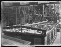 Table case in lecture room, Peabody Museum