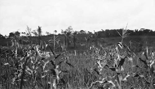 Webbo clan, part of 40 awl rice field