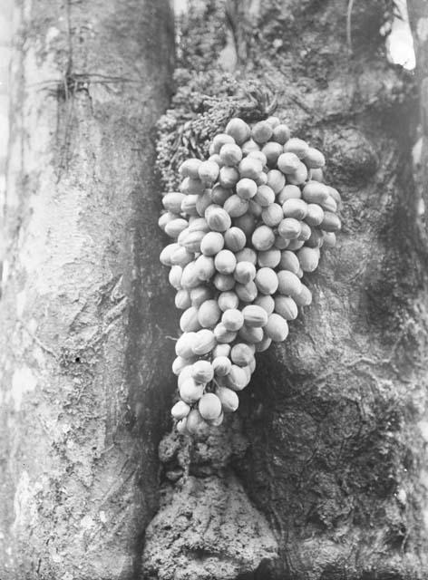 Fruit (Mvut) growing from trunk of tree