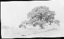 Mosque under tree