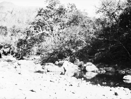 Spearing fish in stream, branch of Rio Tabasara